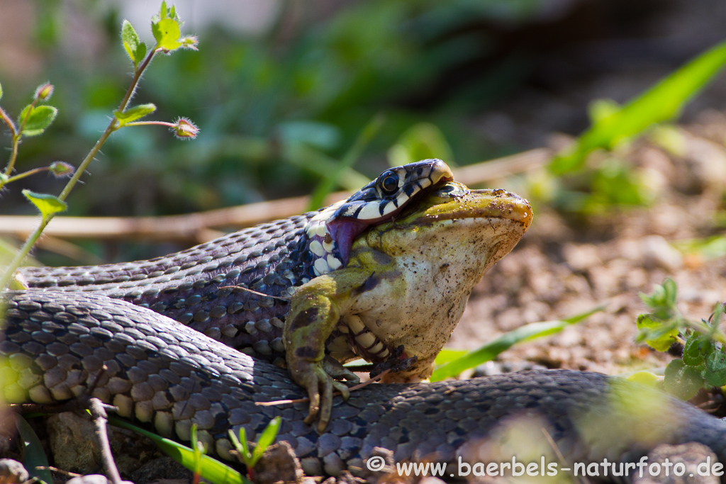 Ringelnatter frisst Frosch