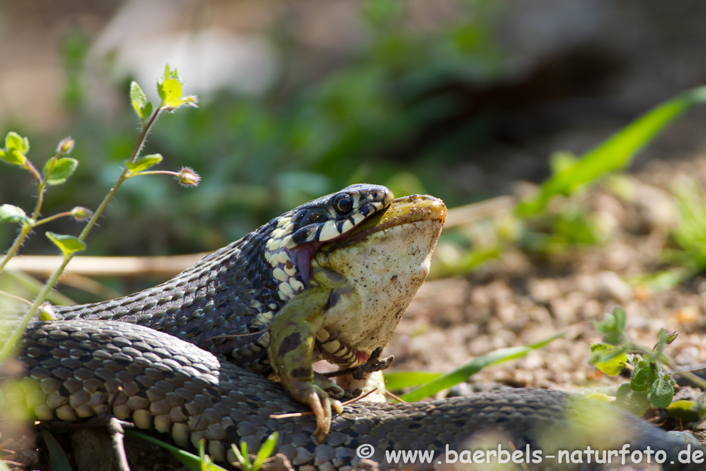 Ringelnatter frisst Frosch