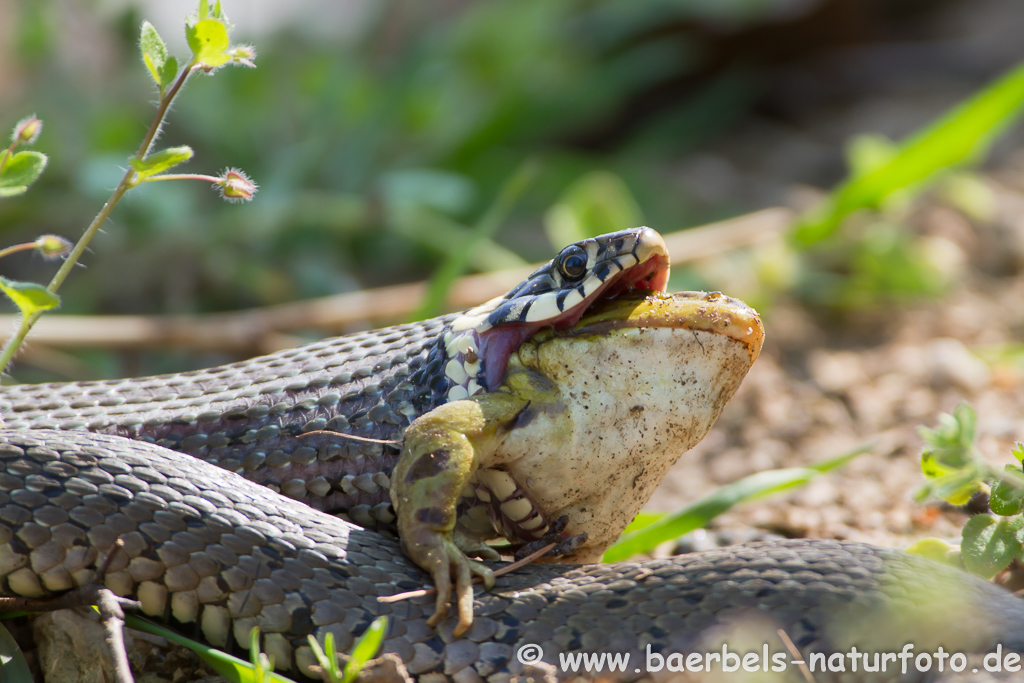 Ringelnatter frisst Frosch