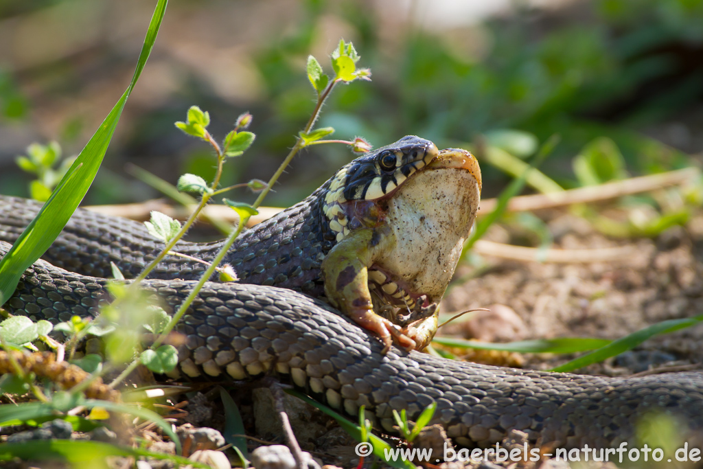 Ringelnatter frisst Frosch