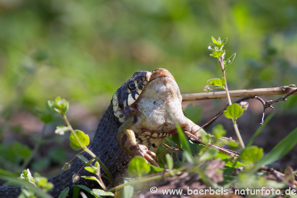 Ringelnatter frisst Frosch