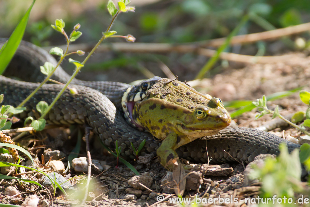 Ringelnatter frisst Frosch