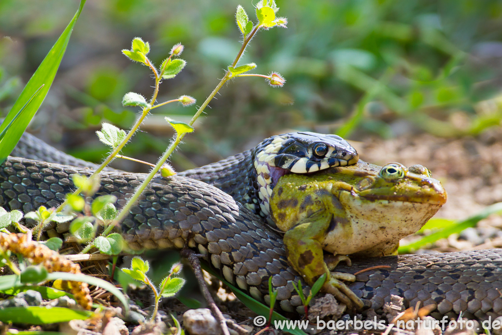 Ringelnatter frisst Frosch