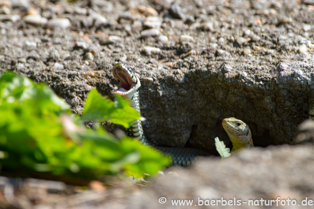 Ringelnatter frisst Frosch