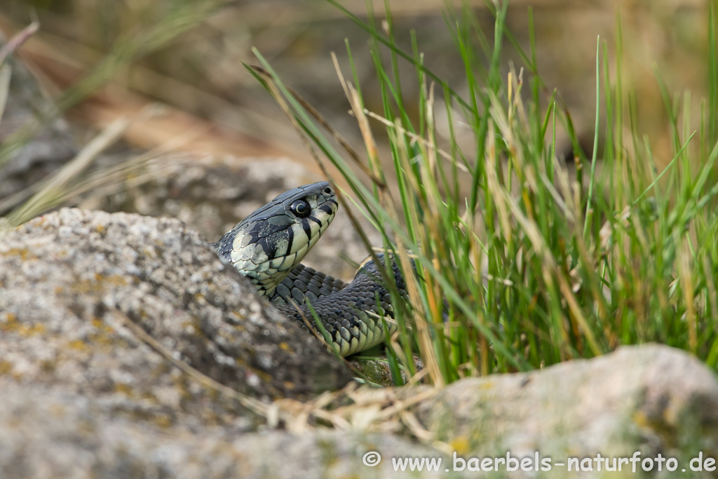 Ringelnatter frisst Frosch