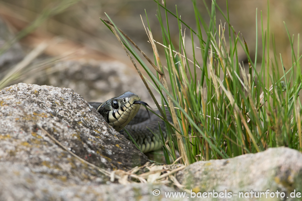 Ringelnatter frisst Frosch