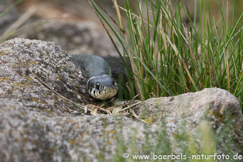 Ringelnatter frisst Frosch