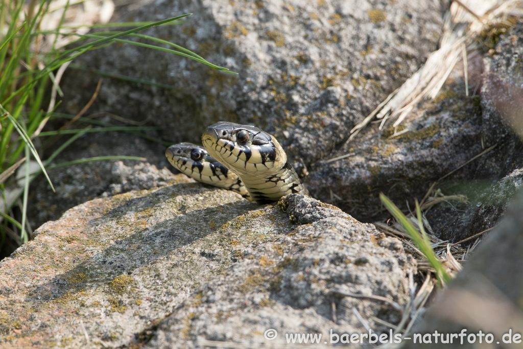 Ringelnatter frisst Frosch