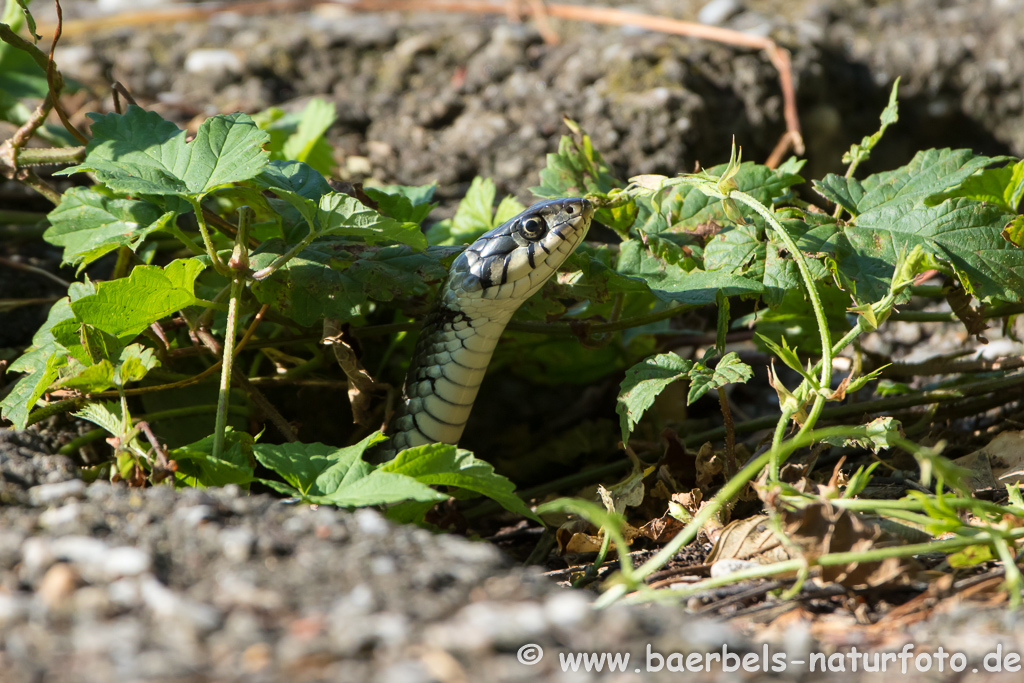 Ringelnatter frisst Frosch