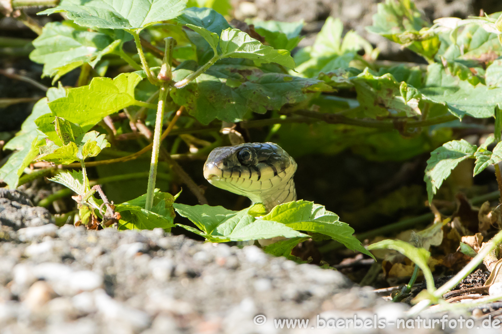 Ringelnatter frisst Frosch