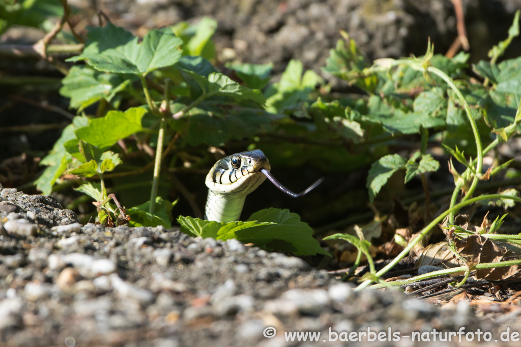 Ringelnatter frisst Frosch