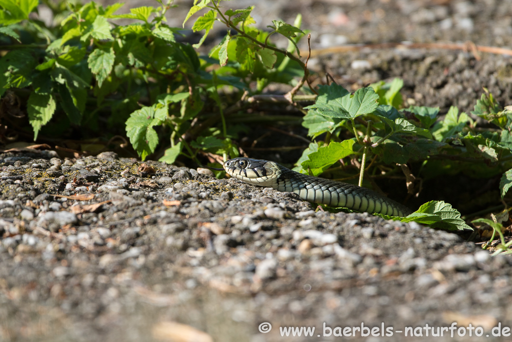 Ringelnatter frisst Frosch