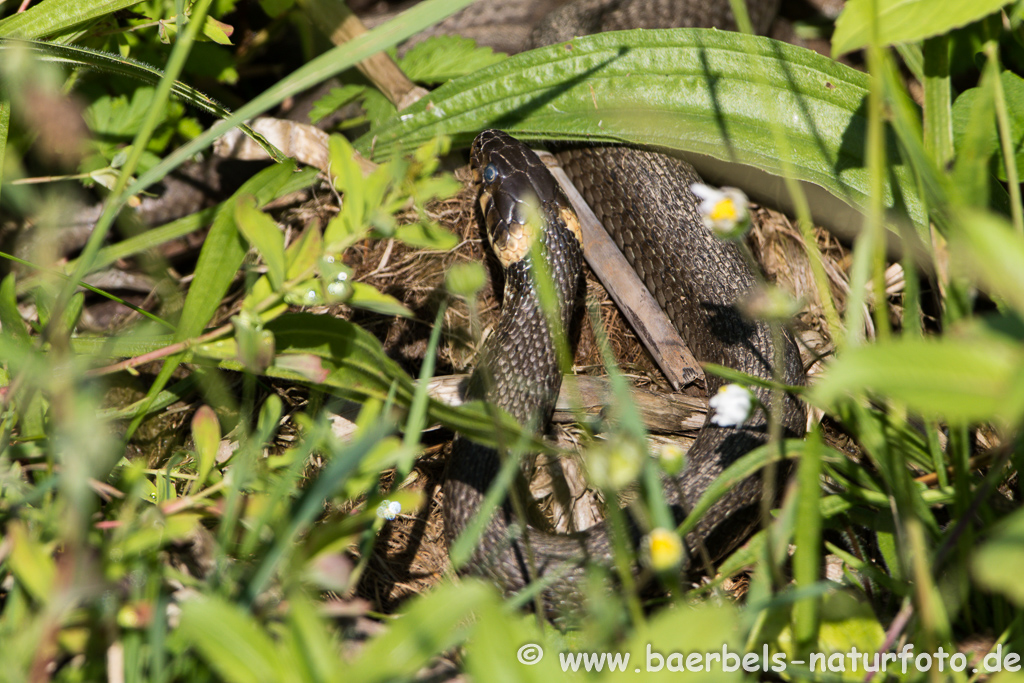 Ringelnatter frisst Frosch