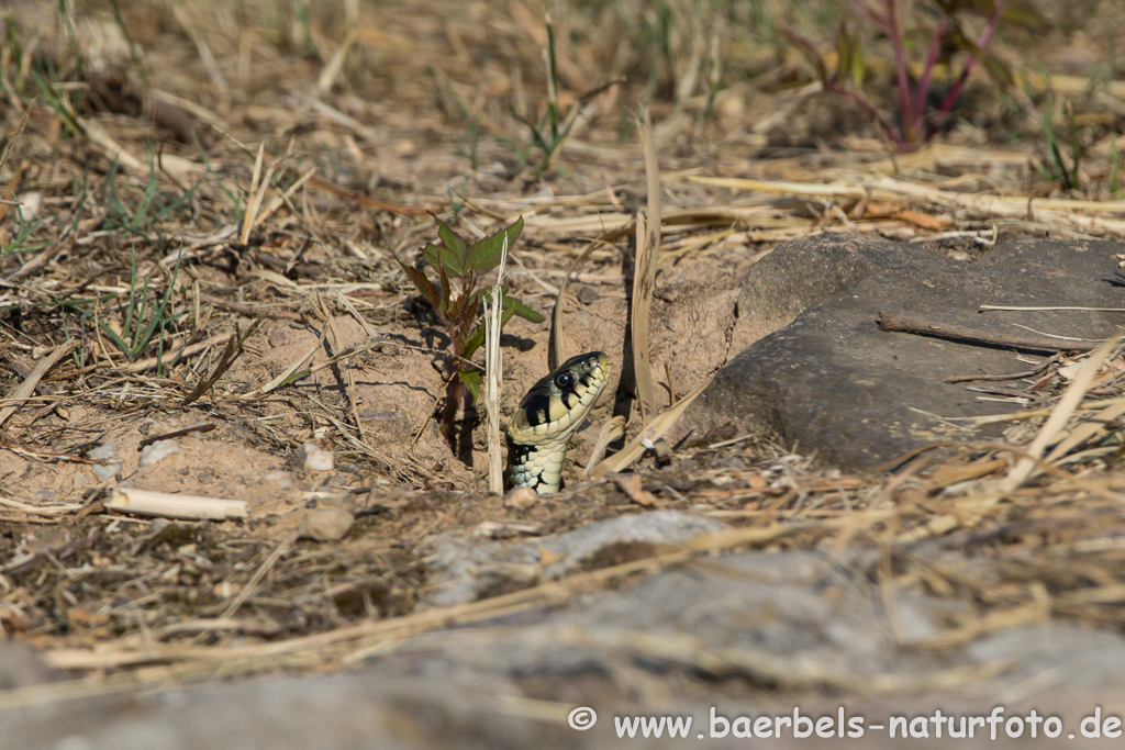 Ringelnatter frisst Frosch