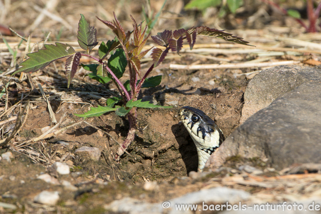 Ringelnatter frisst Frosch