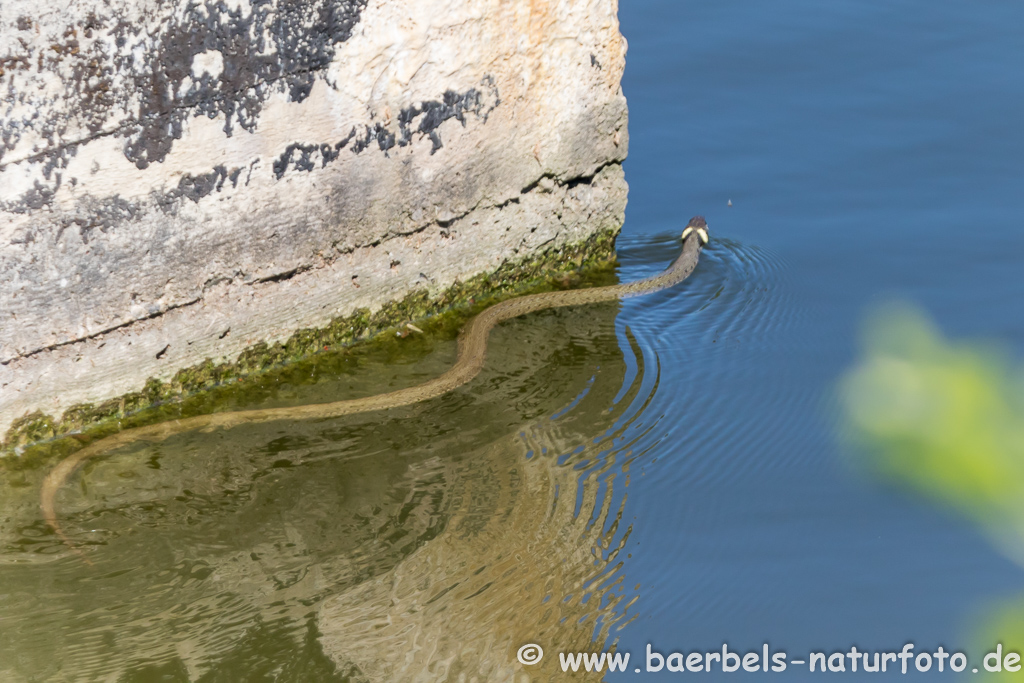 Ringelnatter frisst Frosch