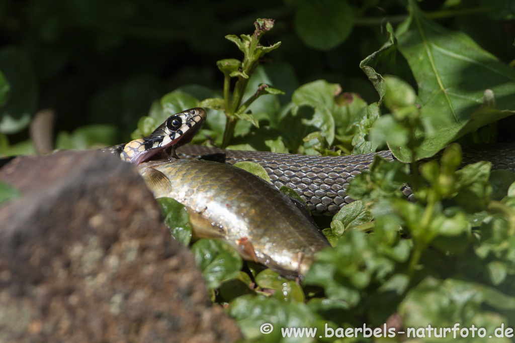 Ringelnatter frisst Frosch