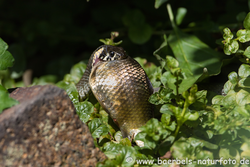 Ringelnatter frisst Frosch