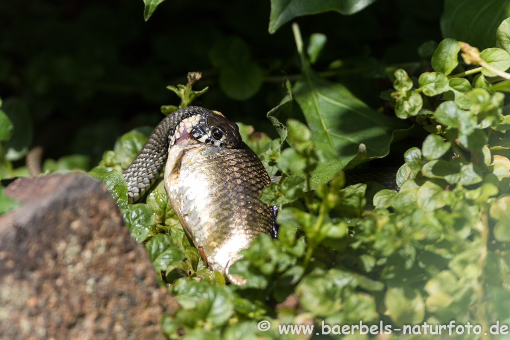 Ringelnatter frisst Frosch