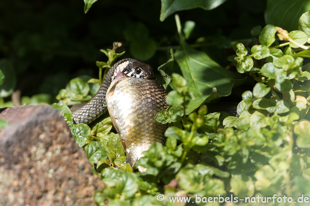 Ringelnatter frisst Frosch