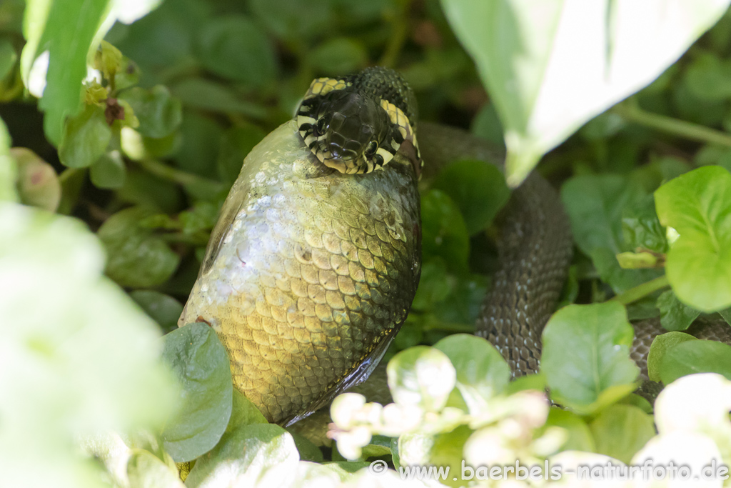 Ringelnatter frisst Frosch