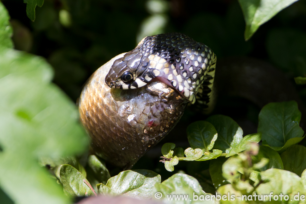 Ringelnatter frisst Frosch