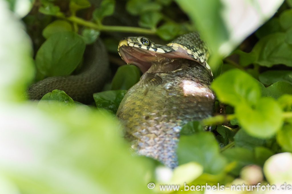 Ringelnatter frisst Frosch