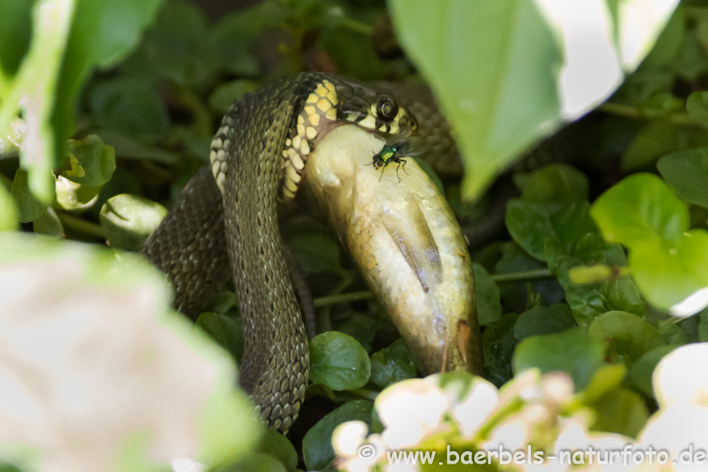 Ringelnatter frisst Frosch