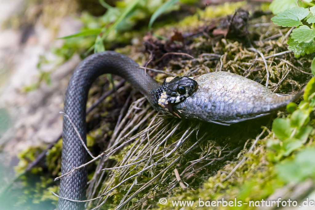 Ringelnatter frisst Frosch