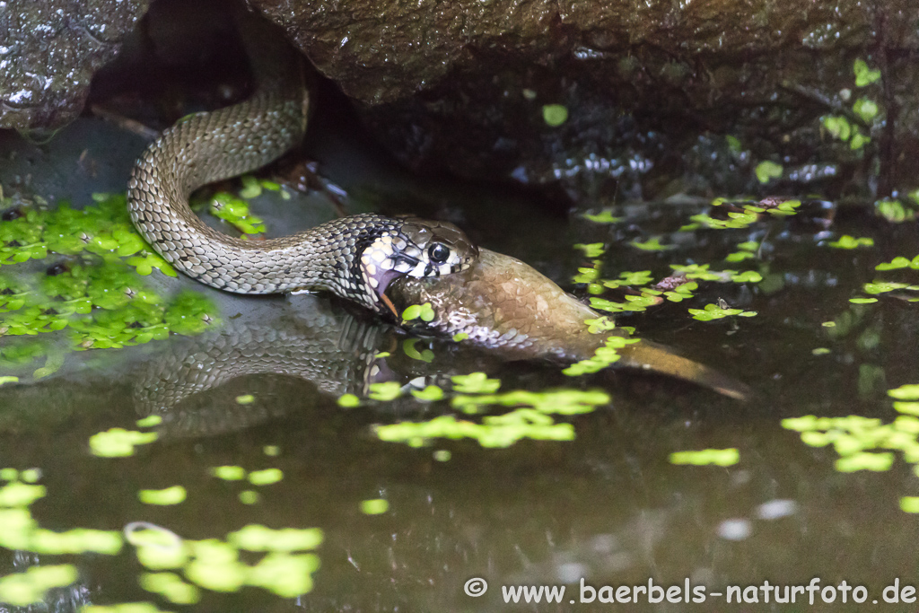 Ringelnatter frisst Frosch