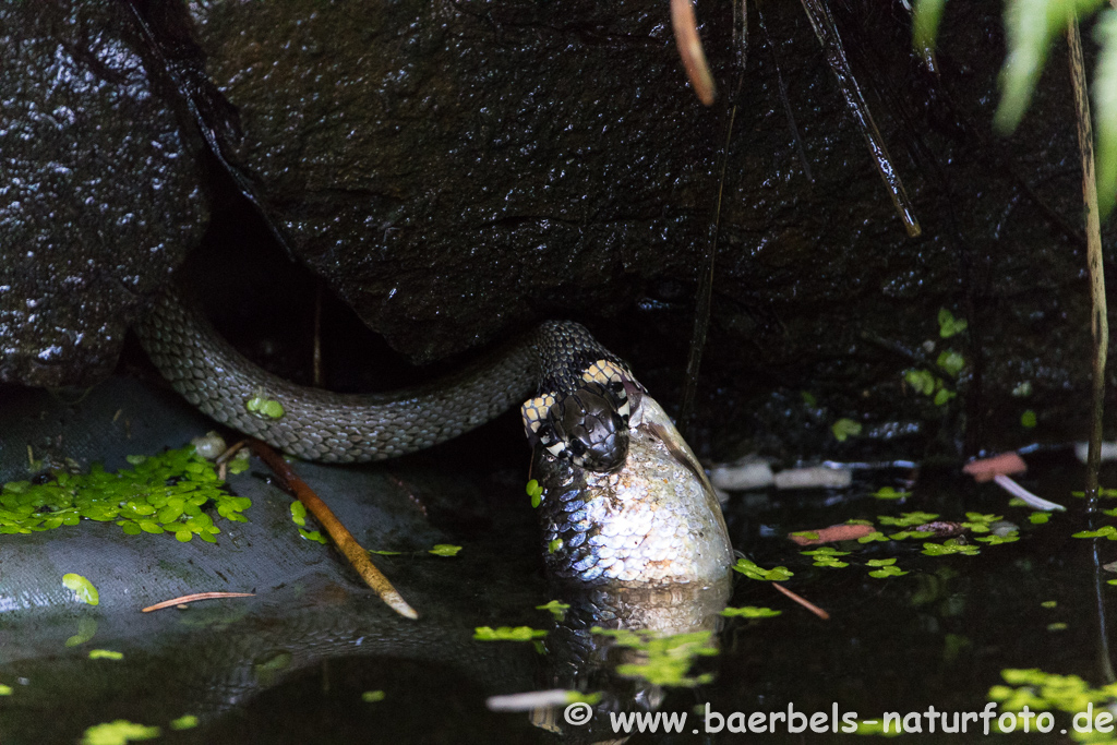 Ringelnatter frisst Frosch