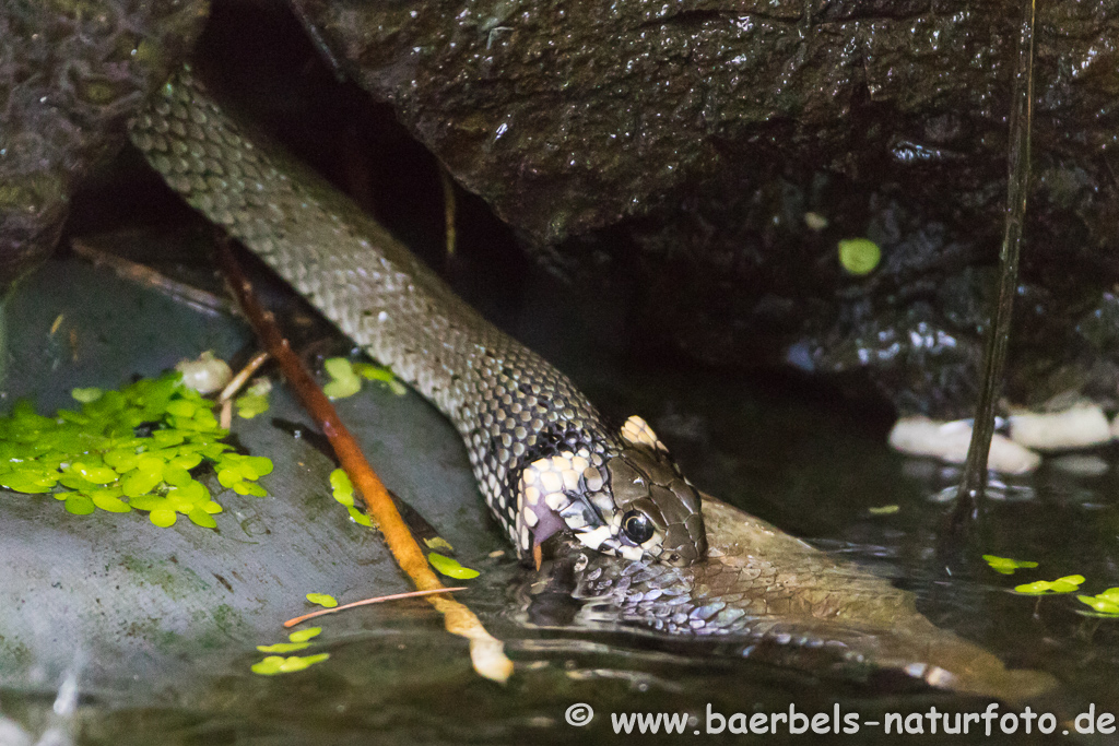 Ringelnatter frisst Frosch