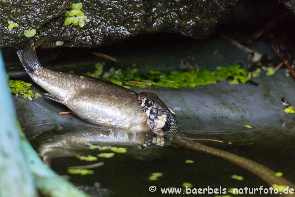 Ringelnatter frisst Frosch