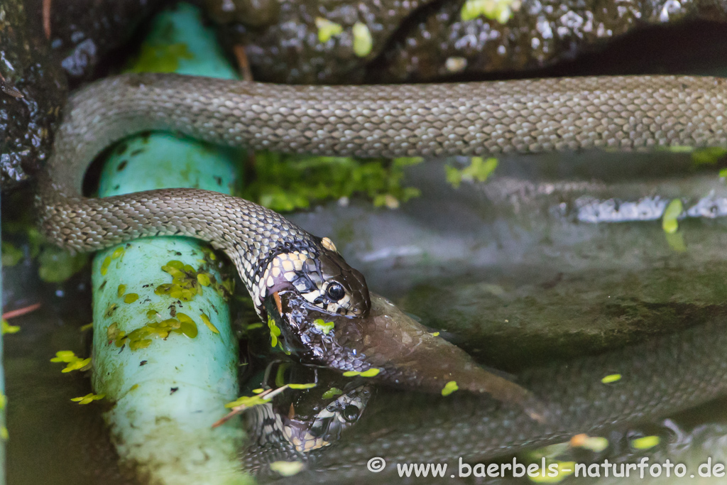 Ringelnatter frisst Frosch