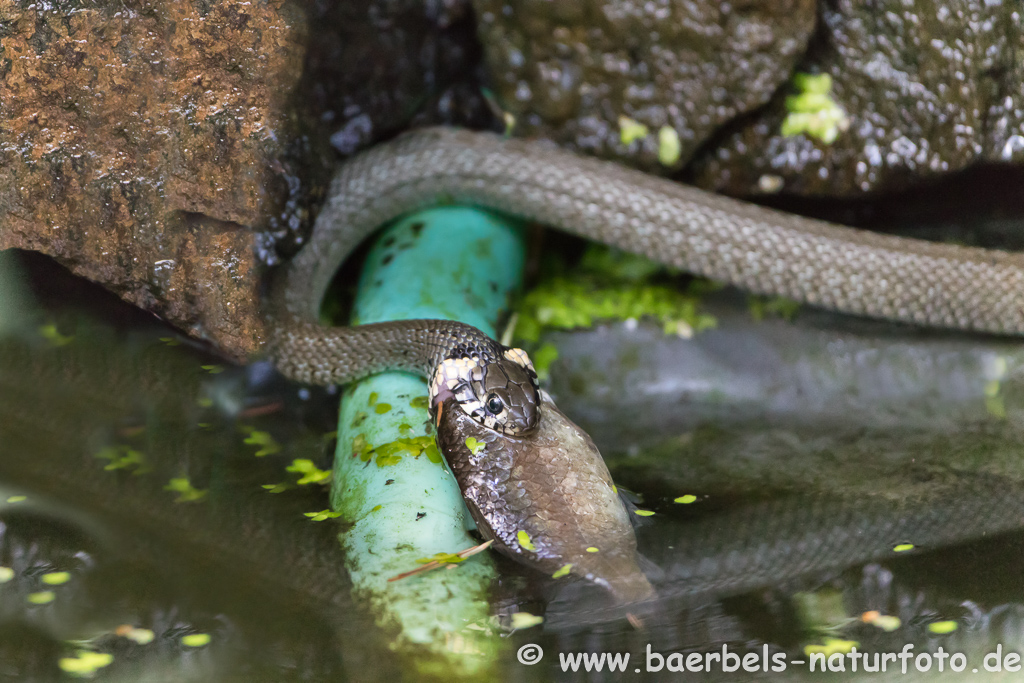 Ringelnatter frisst Frosch