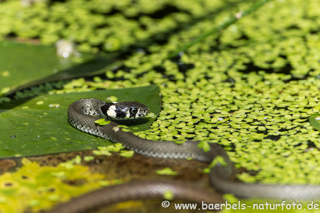 Ringelnatter frisst Frosch