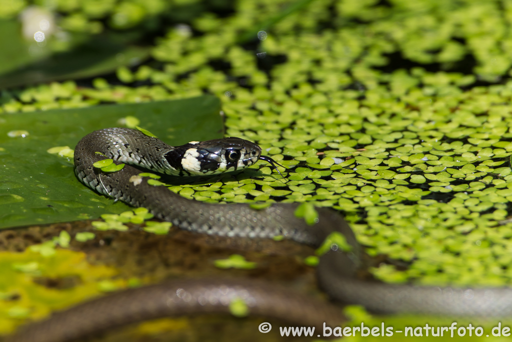 Ringelnatter frisst Frosch