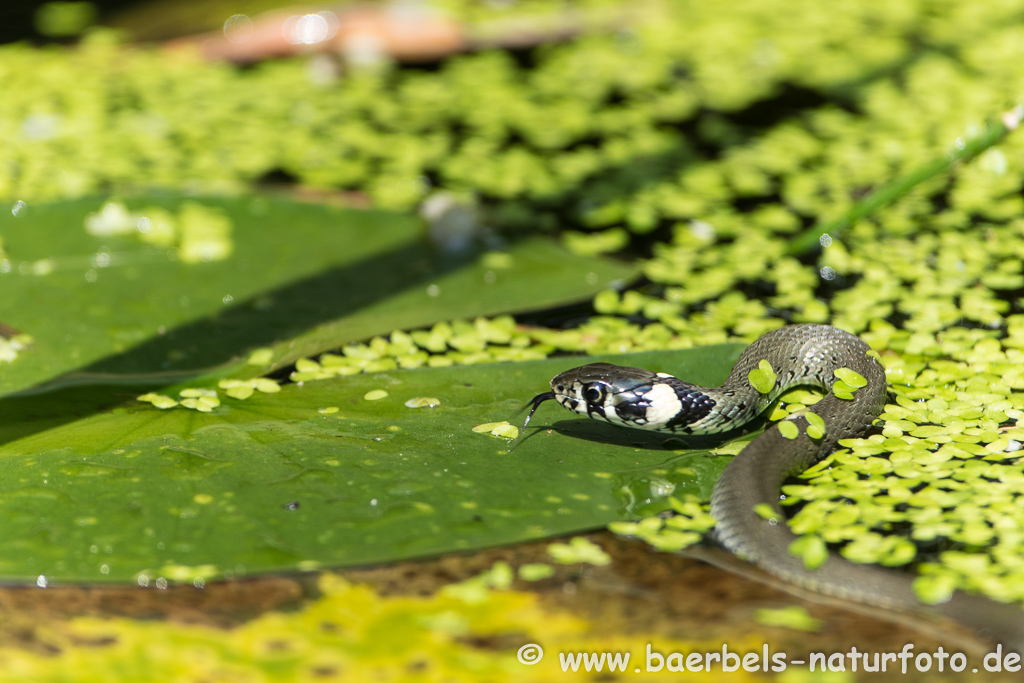 Ringelnatter frisst Frosch