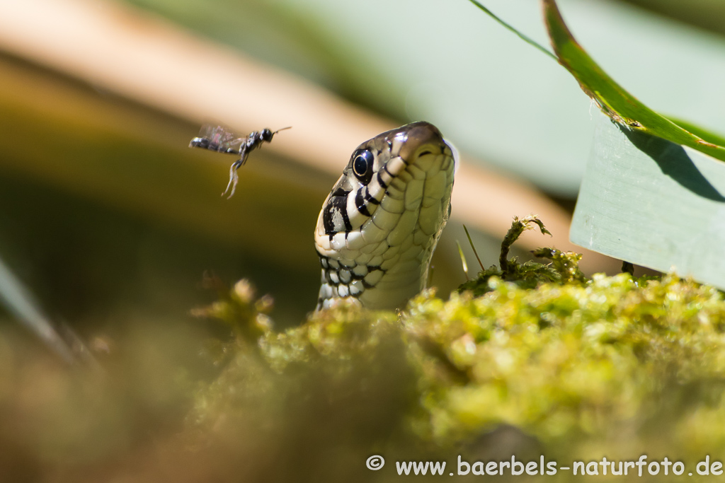 Ringelnatter frisst Frosch