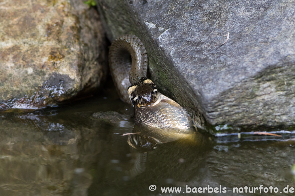 Ringelnatter frisst Frosch