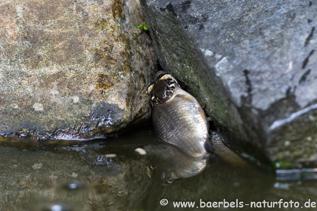 Ringelnatter frisst Frosch