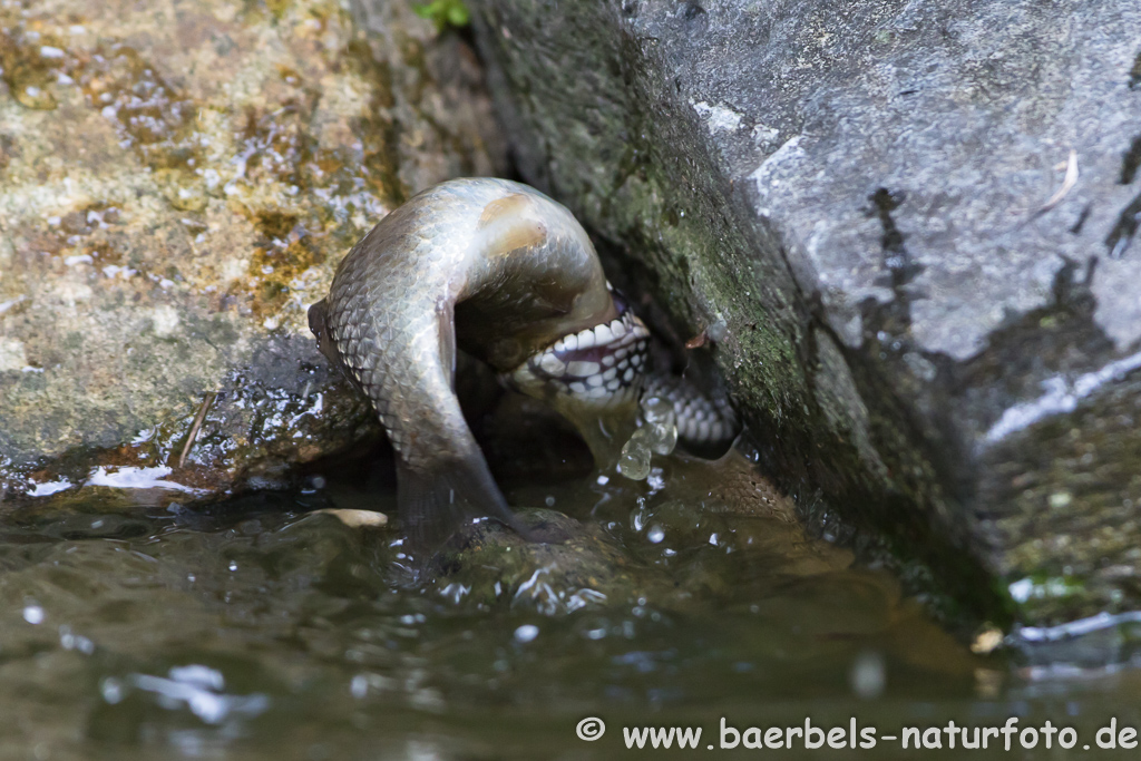 Ringelnatter frisst Frosch