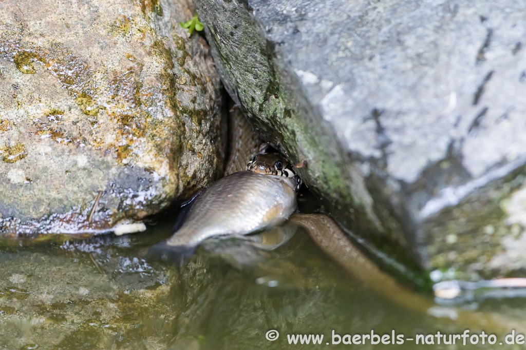 Ringelnatter frisst Frosch