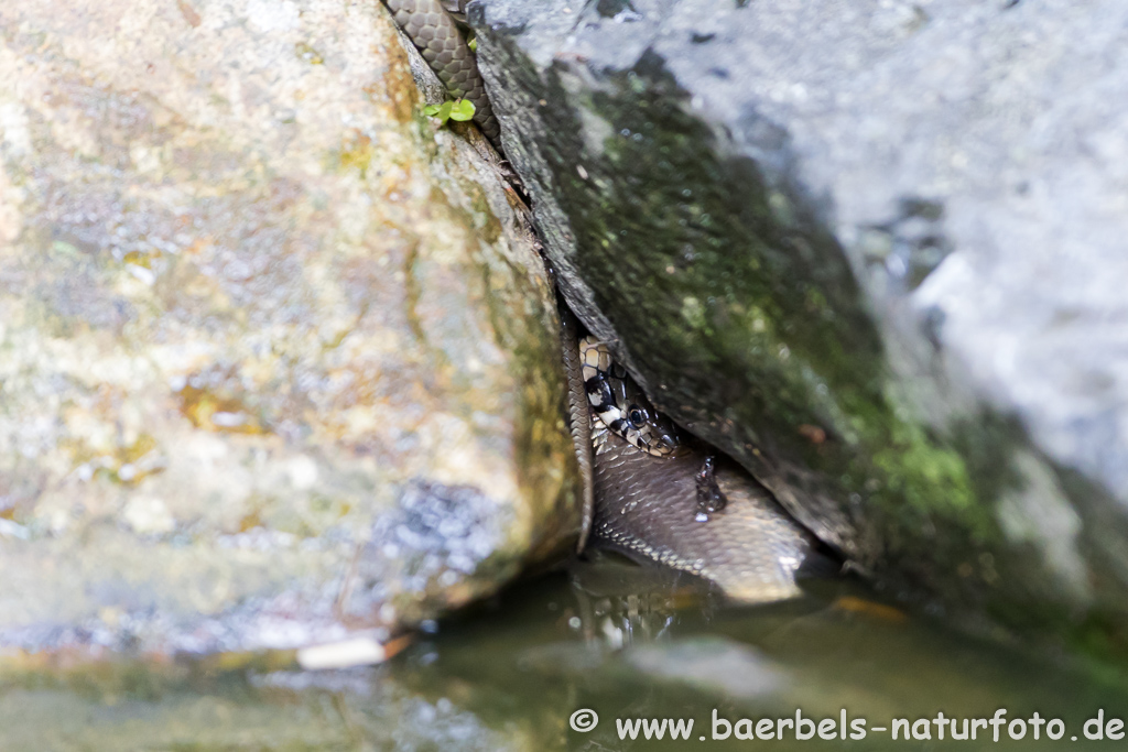 Ringelnatter frisst Frosch