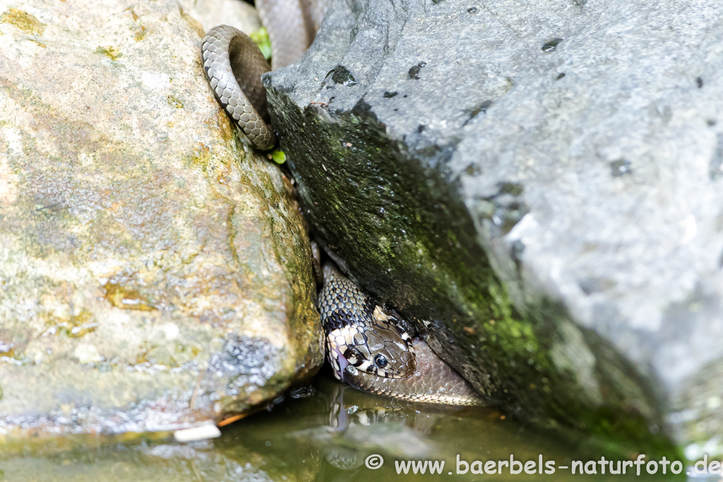 Ringelnatter frisst Frosch