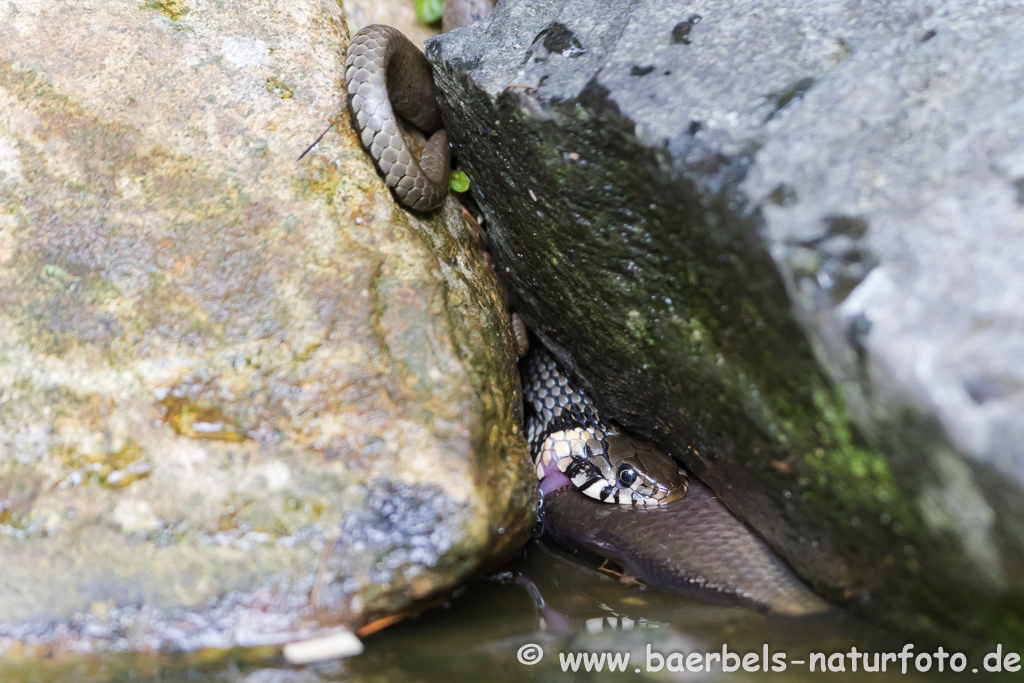 Ringelnatter frisst Frosch