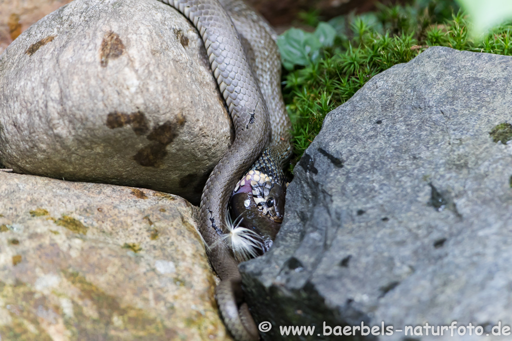 Ringelnatter frisst Frosch