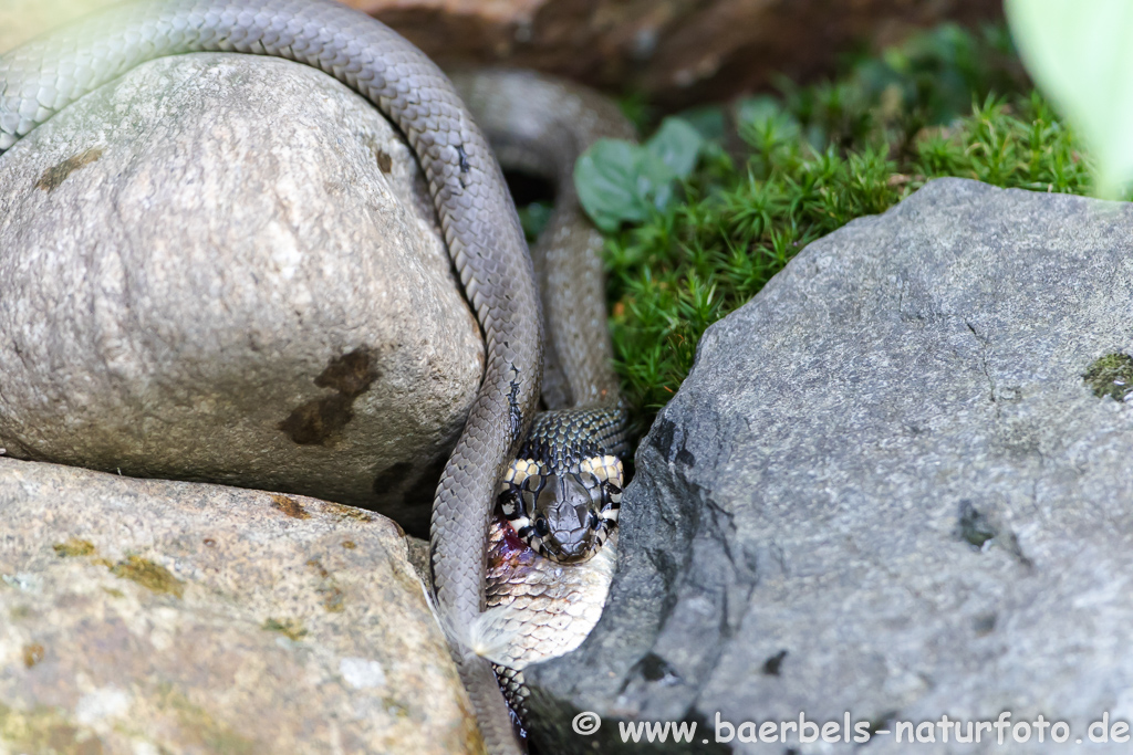 Ringelnatter frisst Frosch