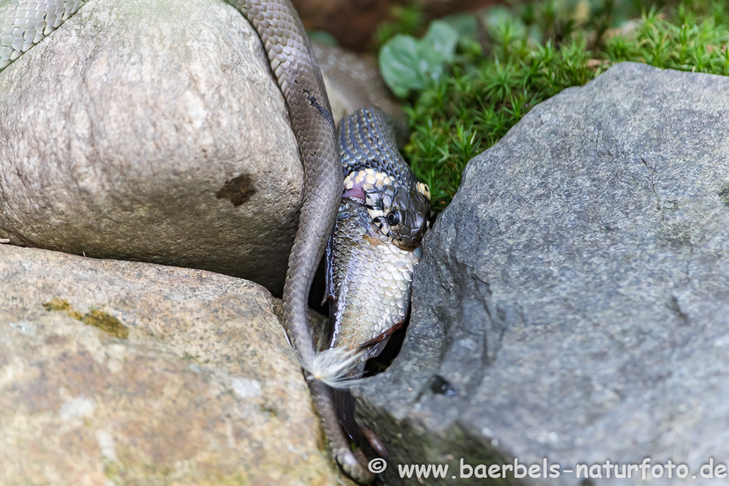 Ringelnatter frisst Frosch