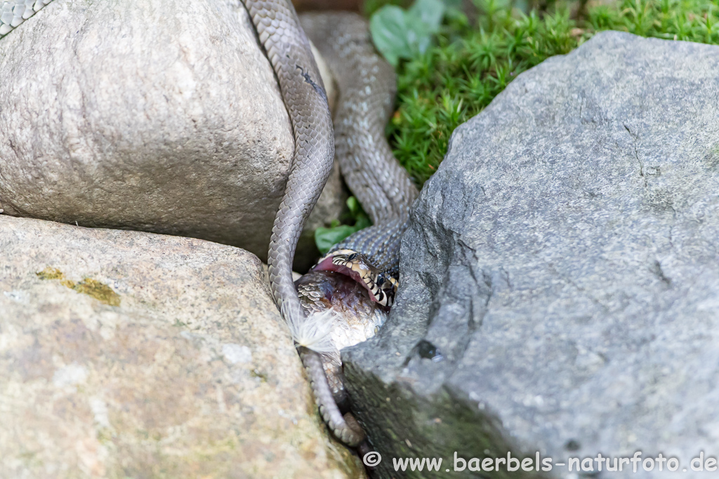 Ringelnatter frisst Frosch